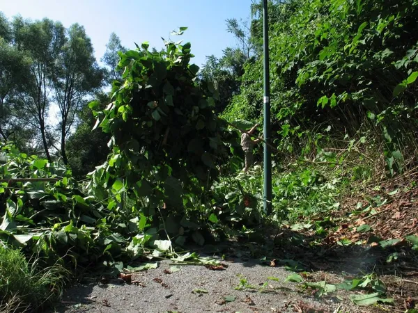"Entkrautung" der Station, Foto 32