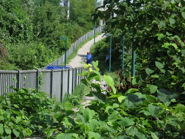 "Entkrautung" der Station, Foto 49