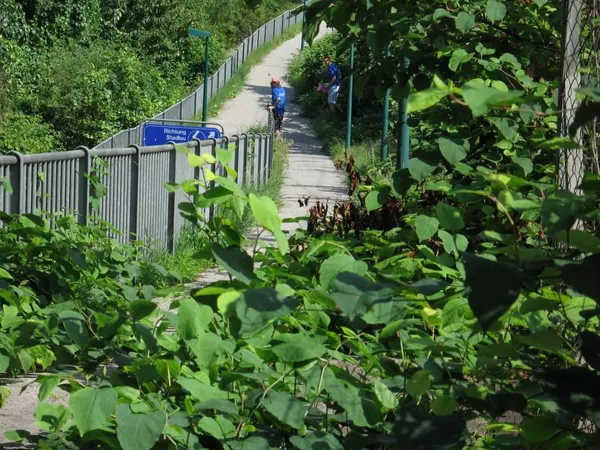 "Entkrautung" der Station, Foto 50