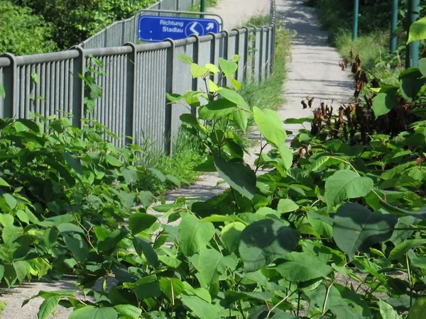 "Entkrautung" der Station, Foto 51